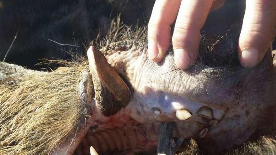 Jabalí abatido en una montería en Zamora.