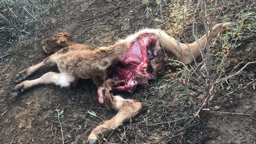 Ternero atacado por el lobo en Pozuelo de Tábara