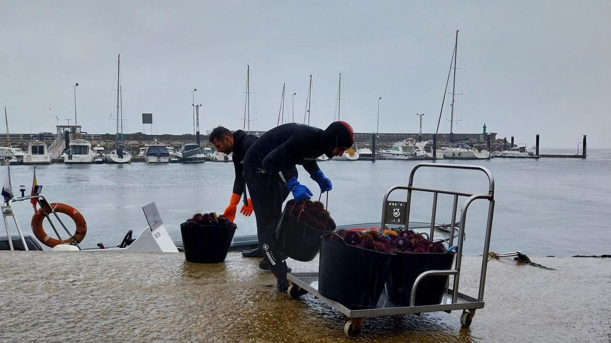 Dos tripulantes desembarcan las capturas de erizo en el puerto de Bueu.
