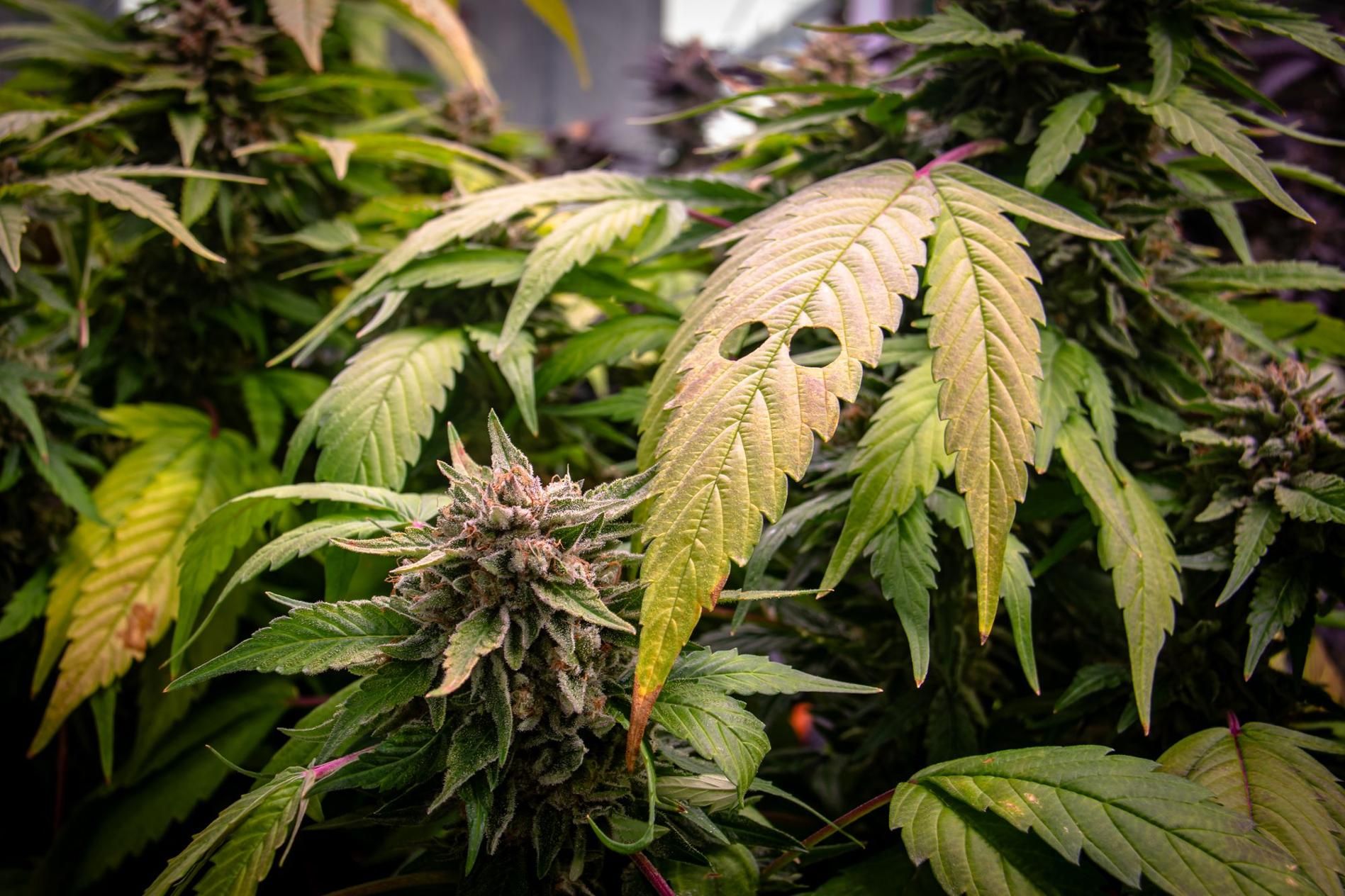 Baleares da los primeros pasos para producir cannabis medicinal