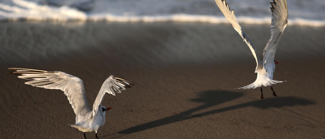 Birds take off over the ocean in Santa Monica