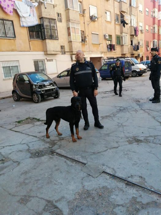 Encuentran en un robo con violencia a varios perros sustraídos