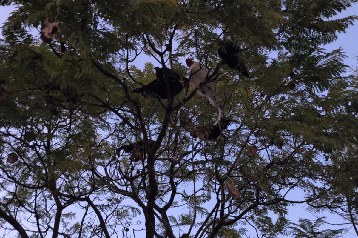 Gallos y gallinas durmiendo en un árbol en una urbanización de Palma. | P. M.