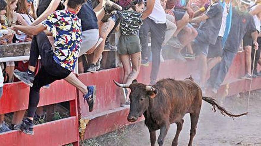 L&#039;espectacle de vaquetes durant la festa major, el juny passat