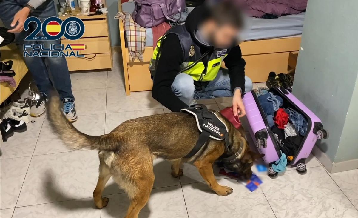 Perros en un operativo del Cuerpo Nacional de Policía