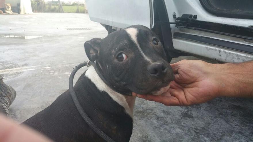 Uno de los perros, cuando fue rescatado por la policía