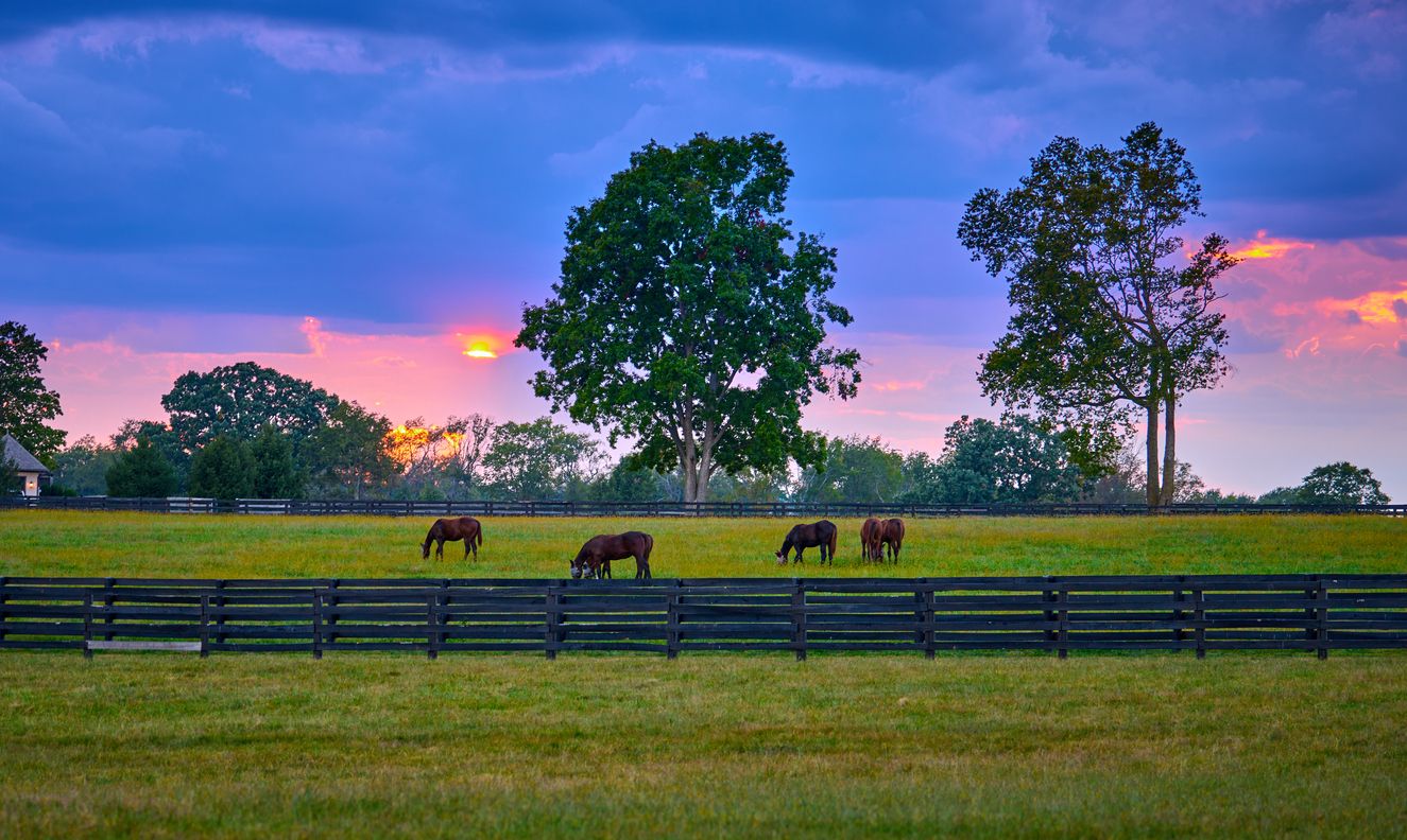 Si te gustan los caballos, Lexington es tu destino soñado.