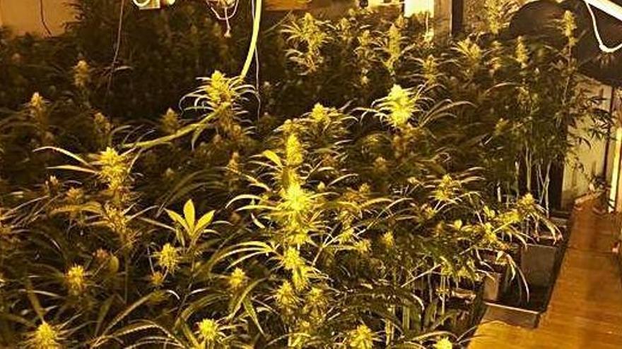 Interior de la plantació de marihuana