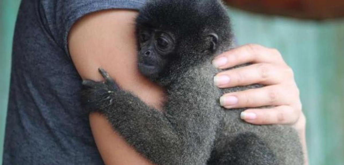 Individuo joven de mono lanudo gris junto a su dueña en Atalaya, Perú.