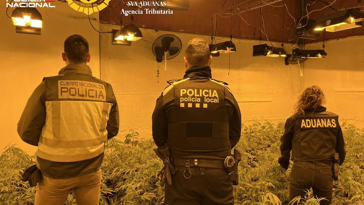 Plantación de marihuana en Maçanet