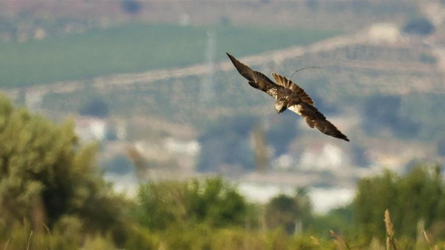 La población de aguilucho lagunero crece en Castellón