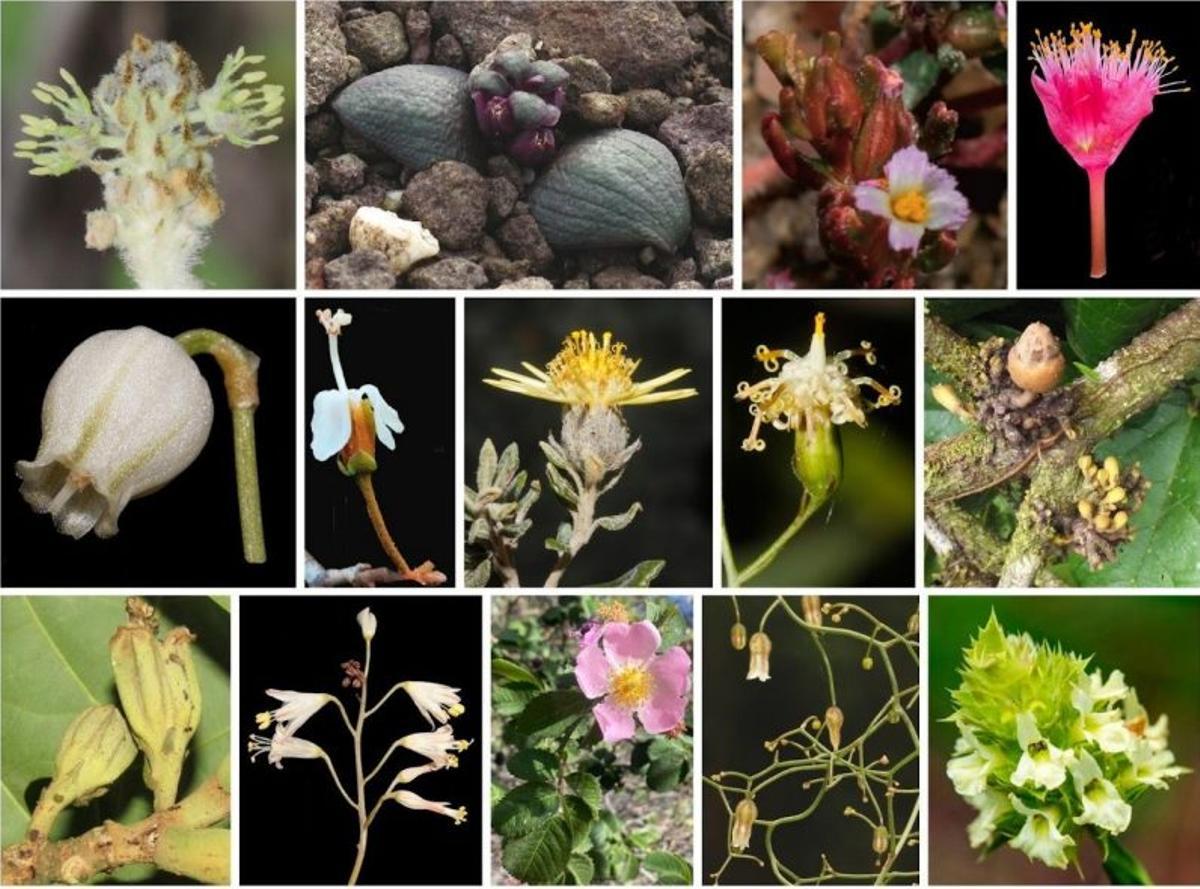 Algunas de las plantas descubiertas por científicos españoles en los dos últimos años