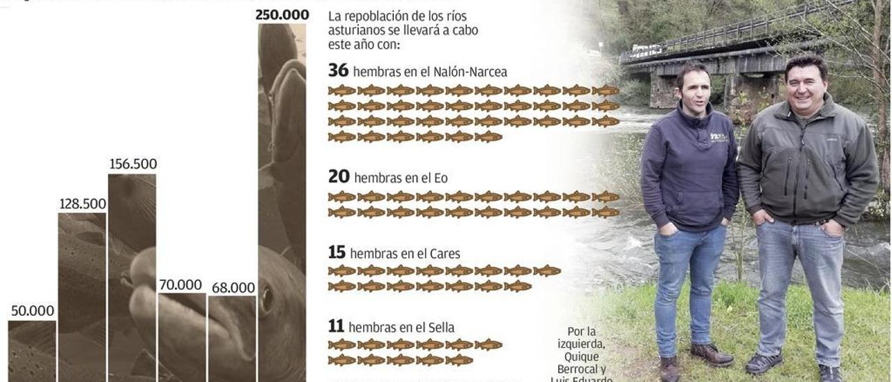 El Narcea y el Nalón recibirán 250.000 alevines de salmón, la mayor repoblación de su historia