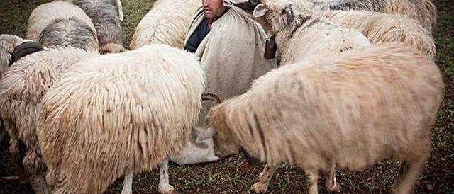El infinito saber de los pastores - La Provincia