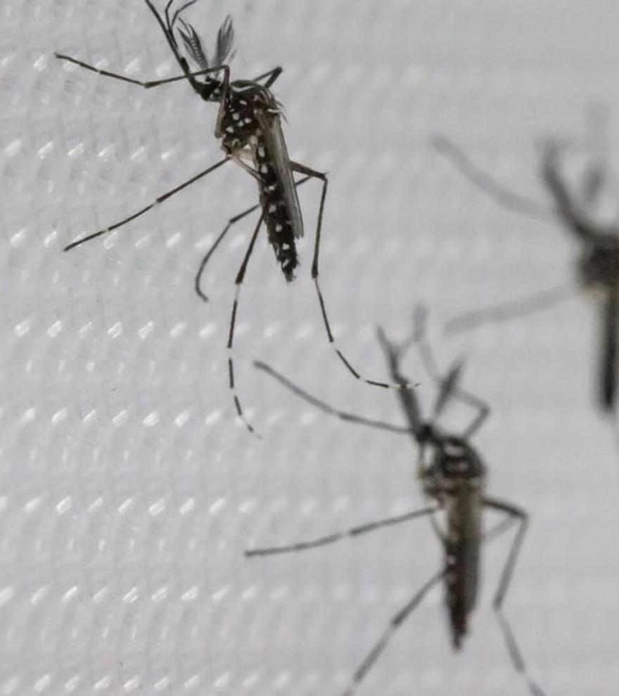 Adiós al insecticida: este es el remedio natural para acabar con los mosquitos