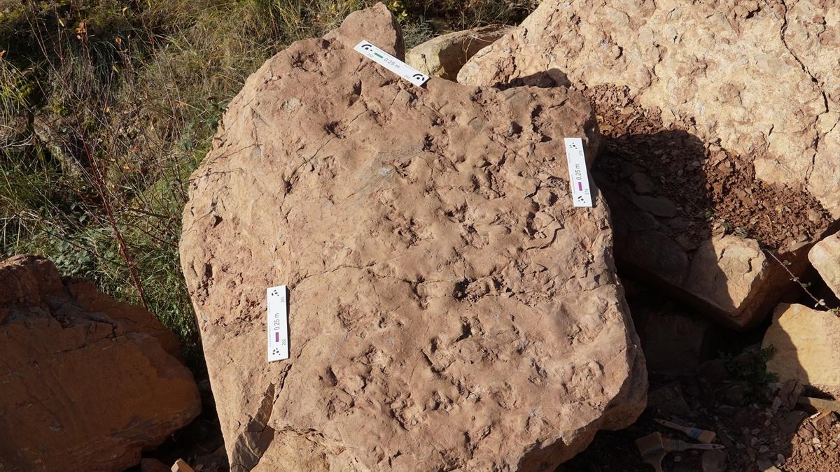 Detalles del bloque donde las icnitas se observarn en su superficie.