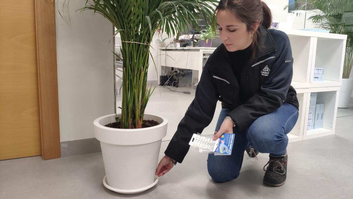 Personal técnico de Lokímica demuestra el sencillo uso de las cápsulas para control ecológico de mosquitos.