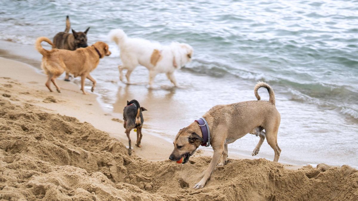 Varios perros juegan en una playa habilitada para mascotas en Barcelona durante una ola de calor.