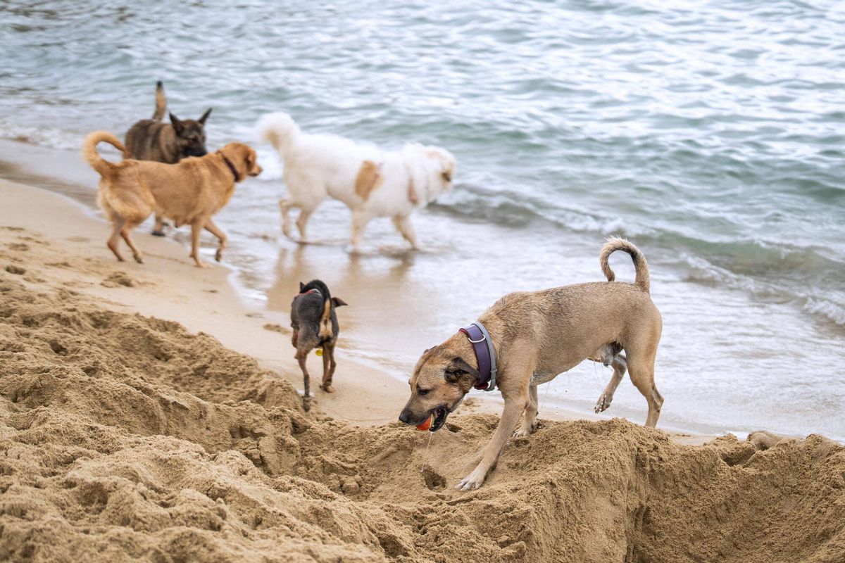 BARCELONA 11/07/2025 Sociedad. perros soportando la ola de calor en el área para animales caninos de la playa de Llevant con sus dueños. FOTO de ZOWY VOETEN