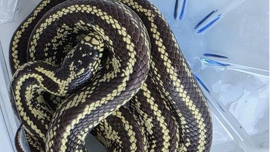 Encuentran un ejemplar de la culebra invasora en el límite de los municipios de Santa Cruz de Tenerife y de La Laguna