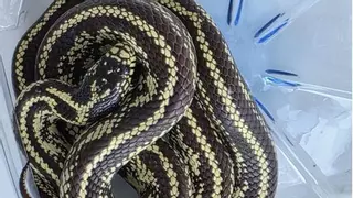 Encuentran un ejemplar de la culebra invasora en el límite de los municipios de Santa Cruz de Tenerife y de La Laguna