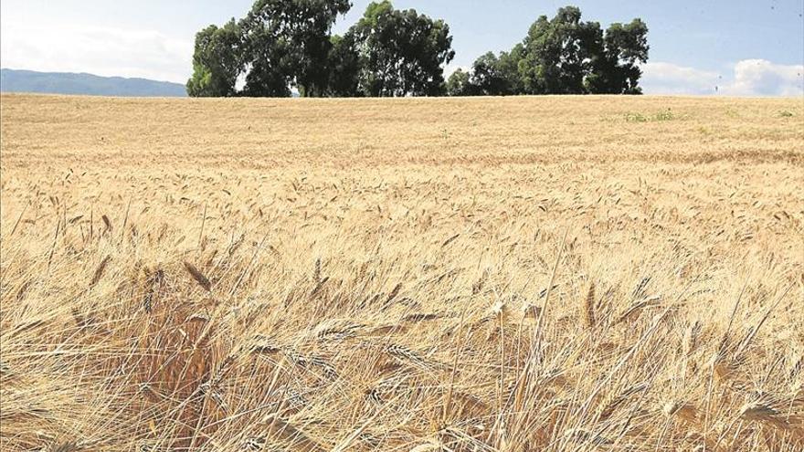 COAG alerta de que la sequía &quot;asfixia&quot; al 60% del campo español y produce pérdidas &quot;irreversibles&quot;