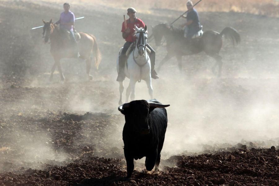 Fiestas en Zamora: Encierro en El Pego