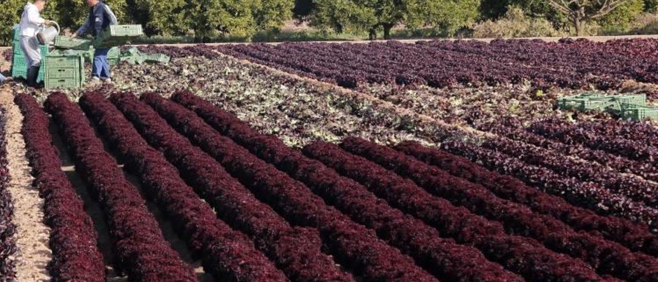 La Ribera pierde 2 millones de verduras y hortalizas en la campaña de invierno