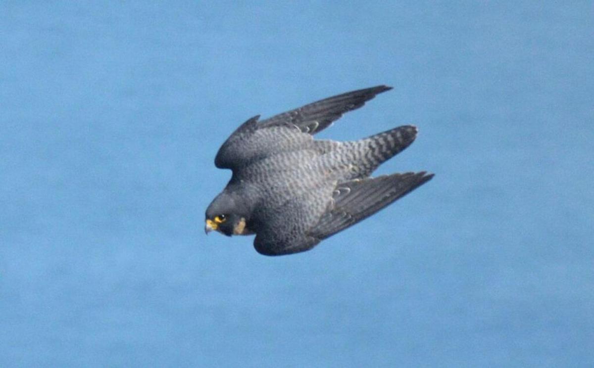 El halcón peregrino: una bala capaz de volar a casi 400 km/h