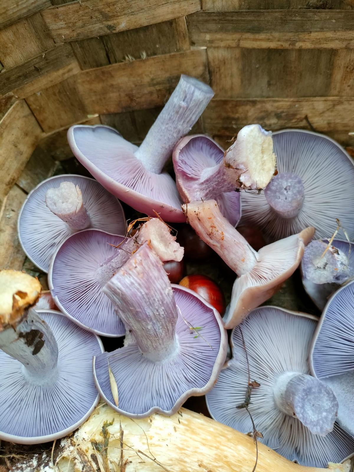 Pie azul, con su característio tono violeta.