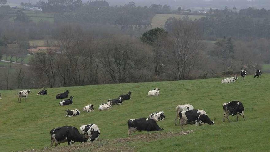 Vacas de una explotación pastando en una finca.