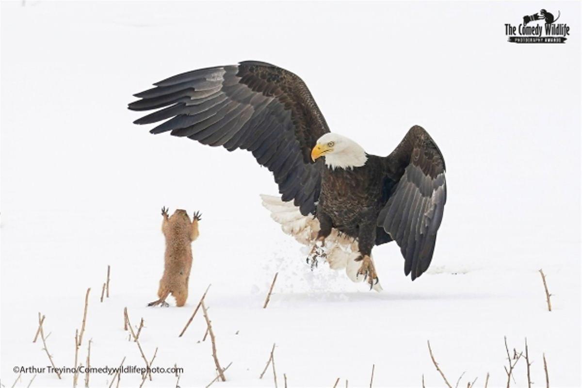 Las fotos de animales salvajes más divertidas del año