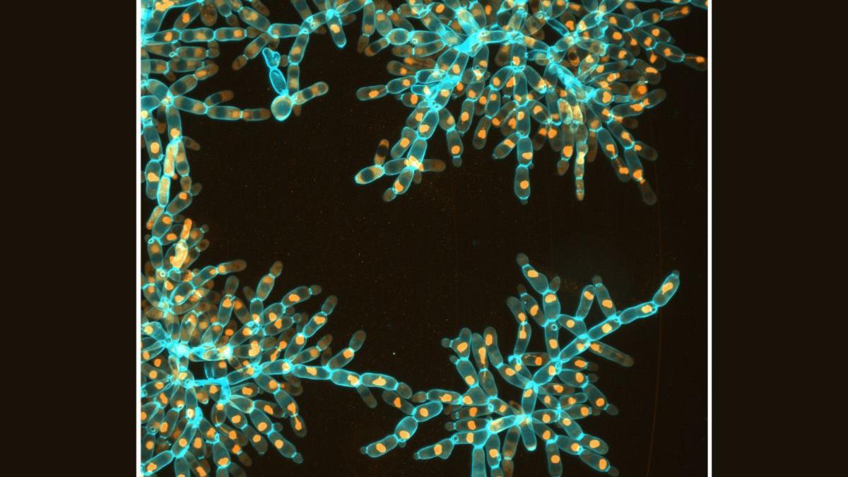 La levadura macroscópica con células alargadas se fractura en módulos, conservando la misma forma de crecimiento ramificado subyacente de su ancestro microscópico.