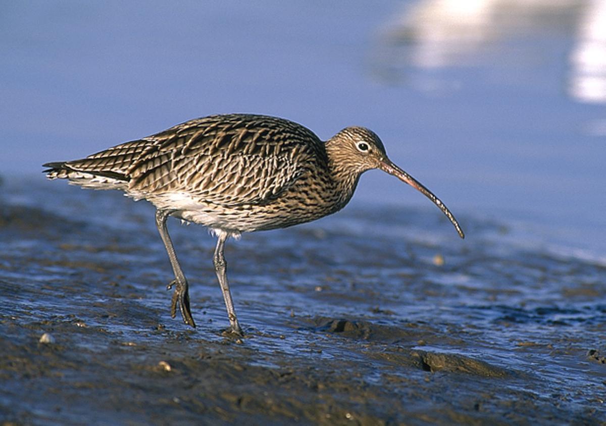 Mazarico real, con su enorme pico.