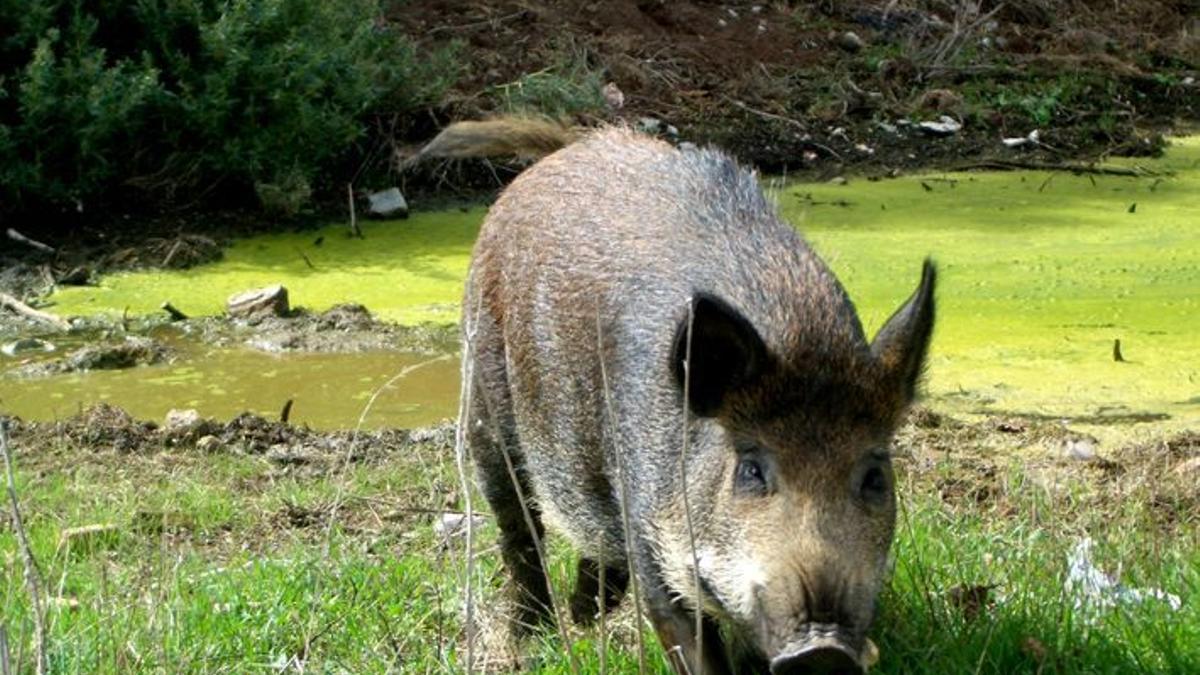 Un exemplar de porc senglar