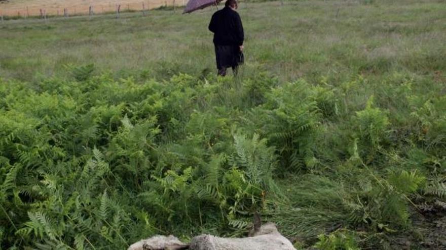 Una res víctima de un ataque en la parroquia estradense de Souto, el pasado julio .  // Bernabé/Suso Redondo