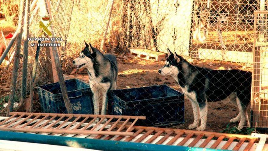 El Seprona investiga el maltrato animal a perros Husky en Figueruelas