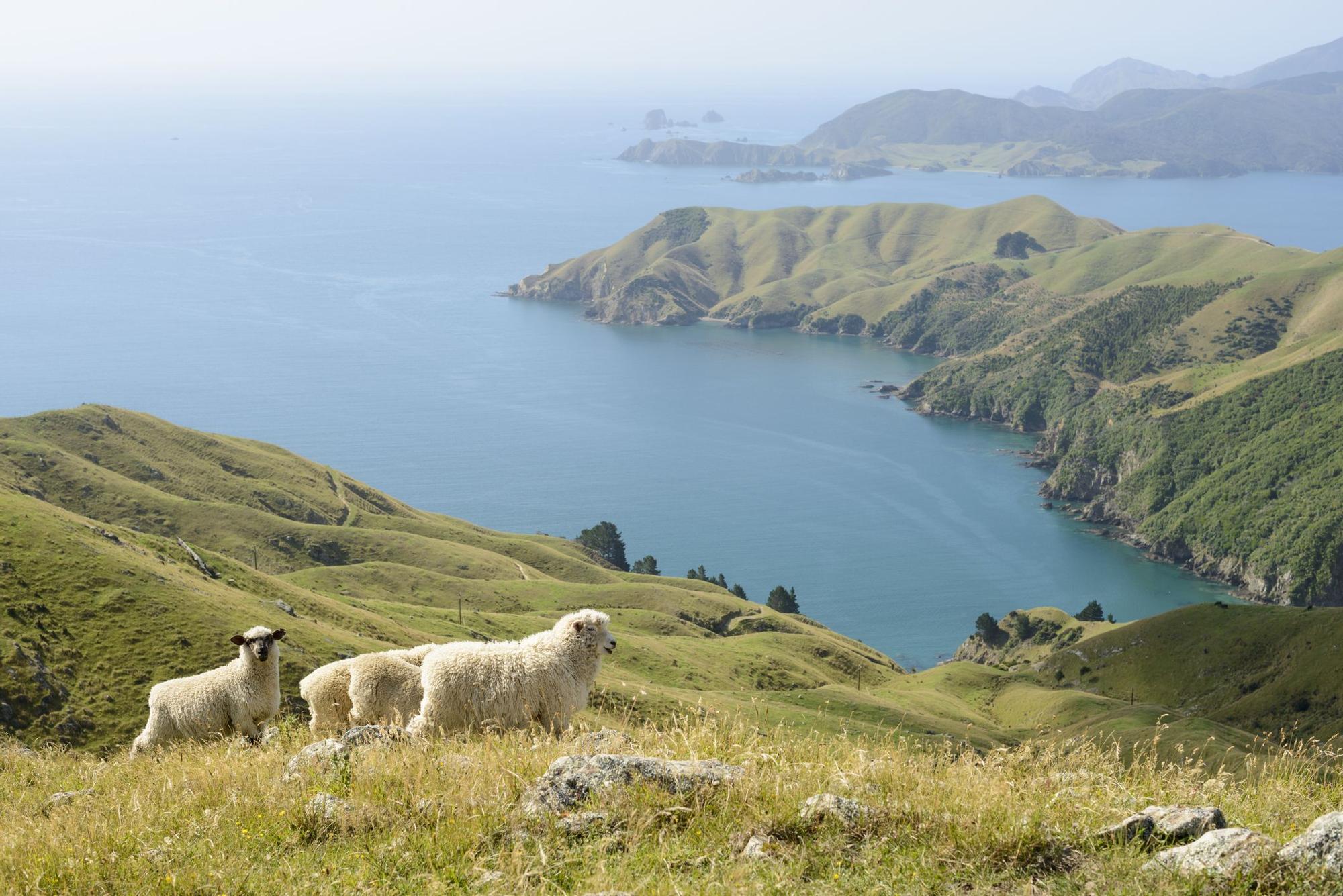 El océano Pacífico y las montañas de Nueva Zelanda, paisaje del vino