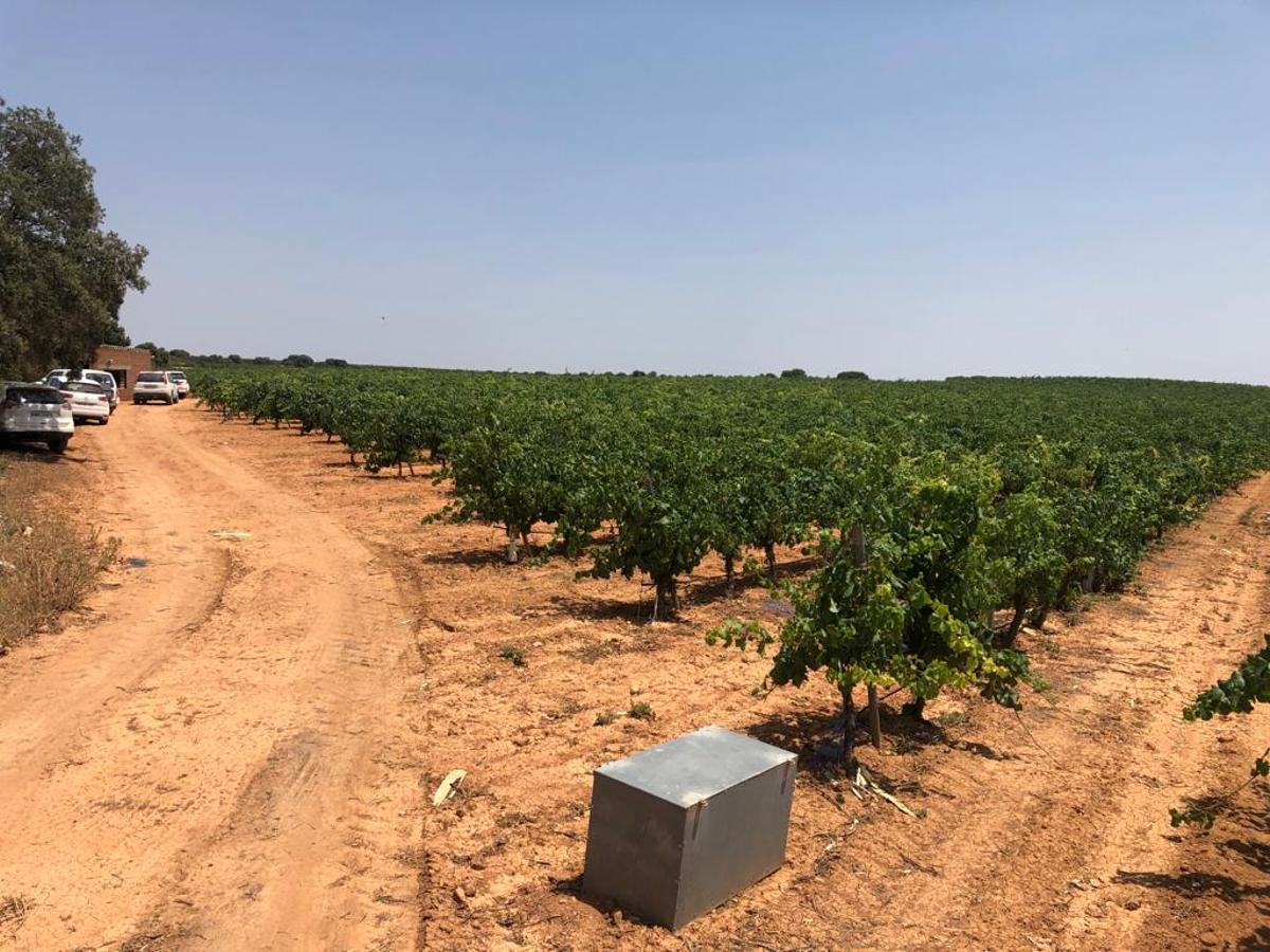Explotación de viñedos en la comarca Utiel-Requena, en una imagen de archivo.