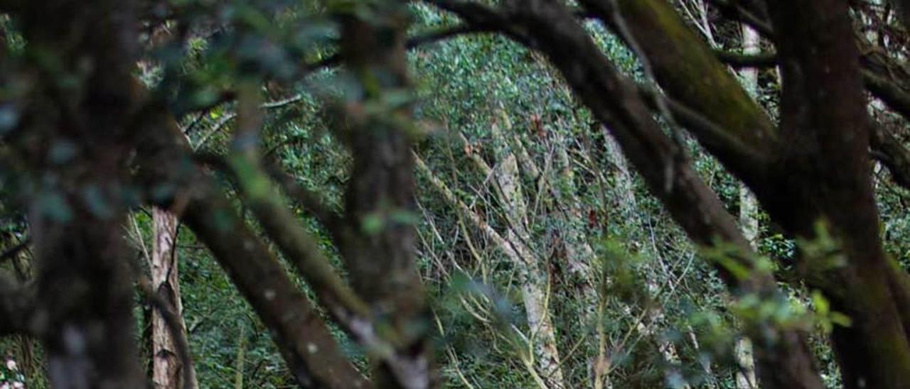 Arriba, Roberto Hartasánchez y Nicanor Fernández revisan las plantaciones. En la imagen del centro, el encinar rodea el faro de Pimiango. A la izquierda, el director del FAPAS y el de la Fundación EDP, frente al Cantábrico.