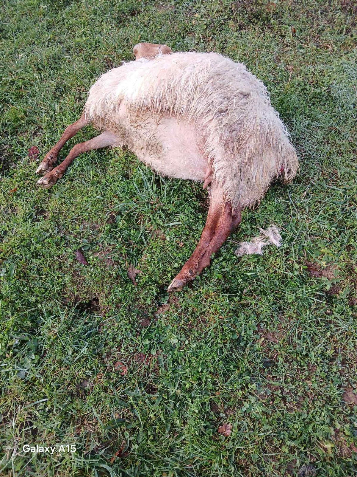 Una de las ovejas muertas por el ataque del lobo en Nieda.