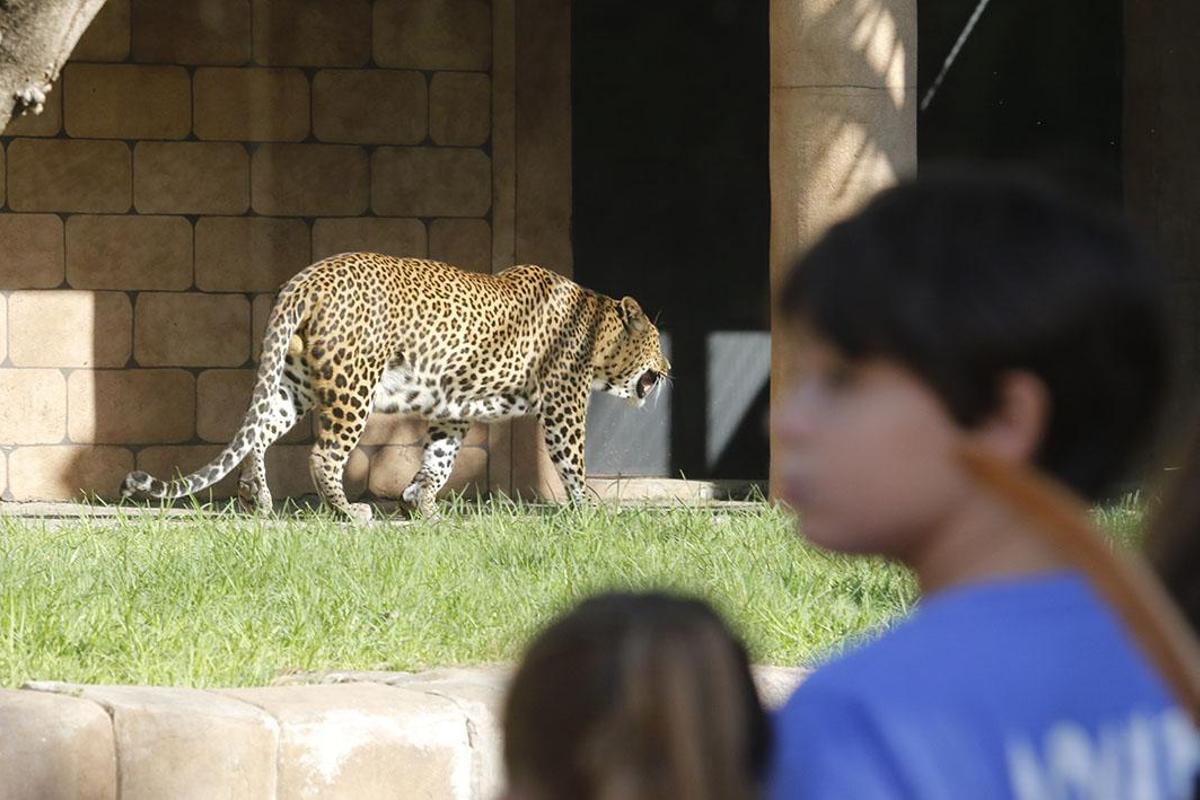 Reapertura del Zoológico tras el estado de alarma