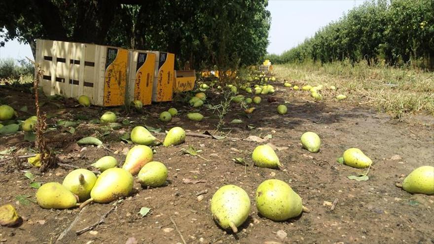 Los fruticultores esperan que Agroseguro compense los daños