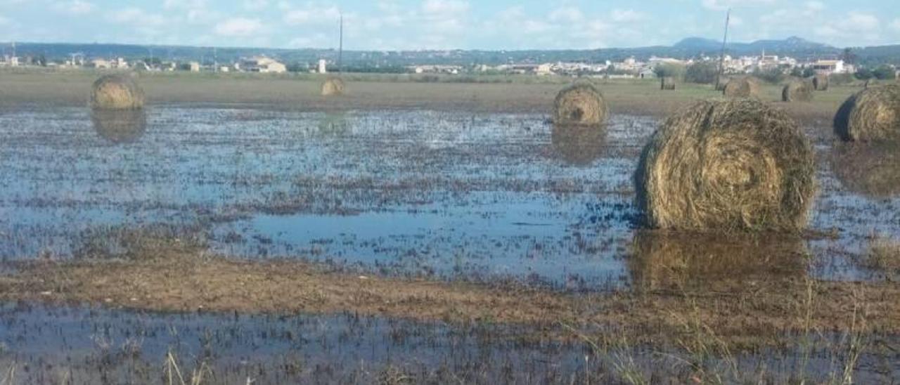 Las balas de paja están rodeadas de agua en algunas fincas.