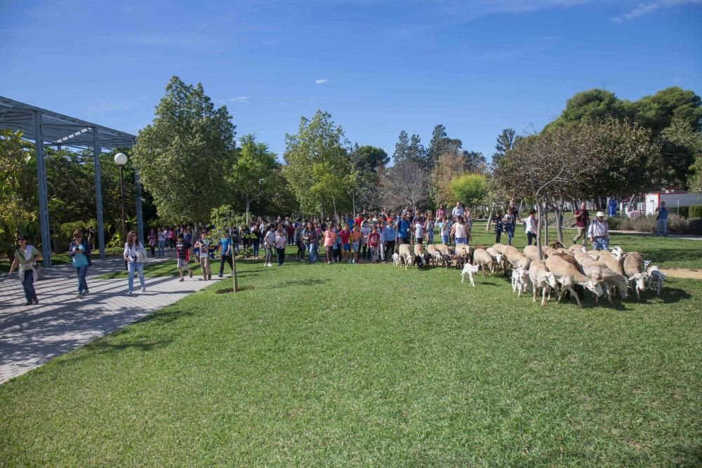 Ovejas por la Universidad