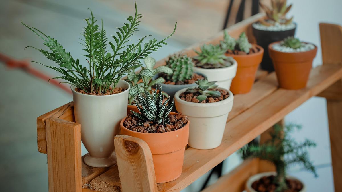 Cómo puedo hacer un insecticida natural en casa?, prueba esta