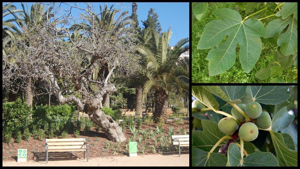 higuera parc aigues guinardo