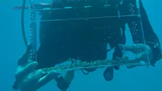 Catsharks devuelve al mar tiburones rescatados con la ayuda de  pescadores de Barcelona
