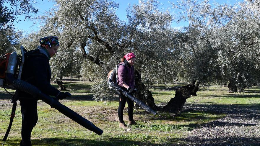 Agricultura incrementa un 33% las ayudas para la contratación de seguros agrarios