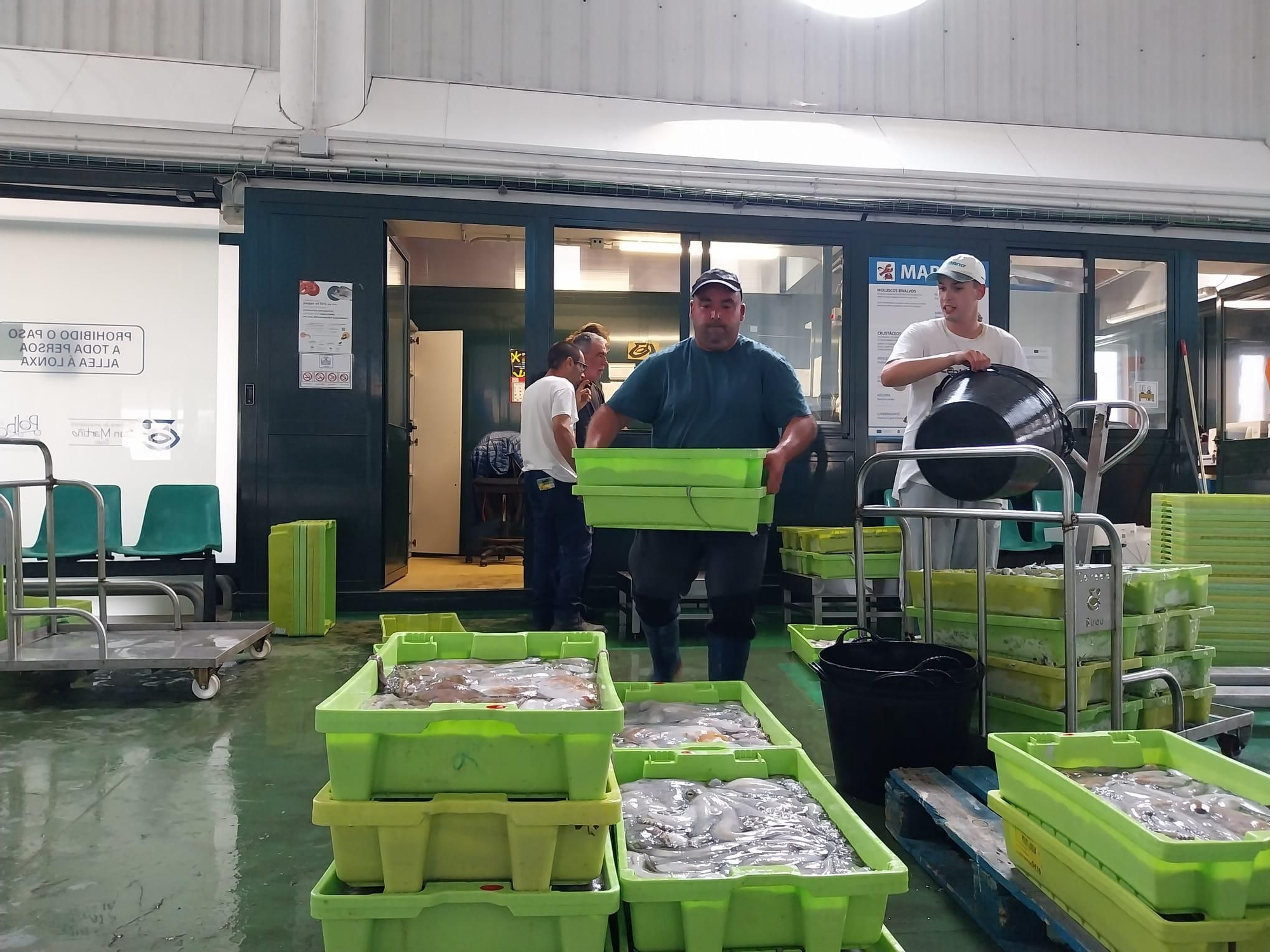 El inicio de la campaña del pulpo en el puerto de Bueu